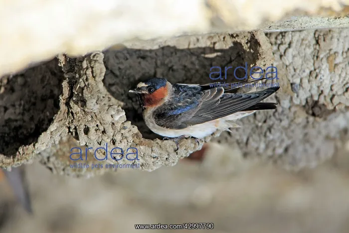 : Cliff Swallow - birds at nesting colony under bridge : Cliff Swallow - birds at nesting colony under bridge