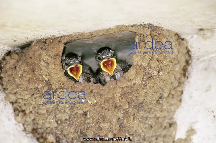: Cliff Swallow Chicks : Cliff Swallow Chicks