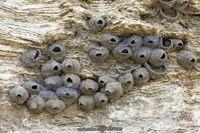 : Cliff Swallow - colony of nests on Soda Butte, Lamar : Cliff Swallow - colony of nests on Soda Butte, Lamar
