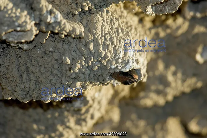 : Cliff Swallow about to fledge : Cliff Swallow about to fledge