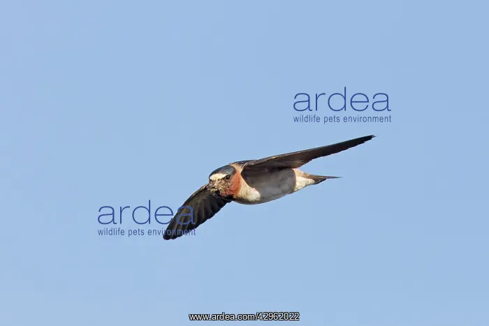 : Cliff Swallow - in flight - July - Arapaho State Park : Cliff Swallow - in flight - July - Arapaho State Park