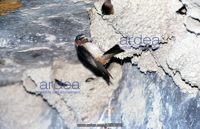 : Cliff SWALLOW - at nest : Cliff SWALLOW - at nest