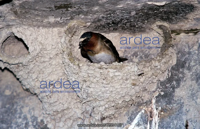 : Cliff Swallow - in nest : Cliff Swallow - in nest