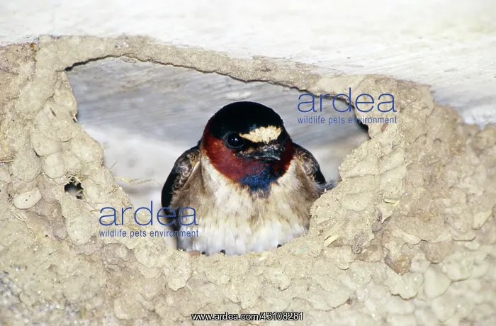 : Cliff Swallow in its nest : Cliff Swallow in its nest
