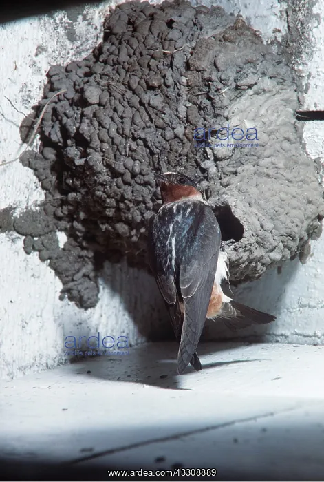 : CLIFF SWALLOW - at nest : CLIFF SWALLOW - at nest