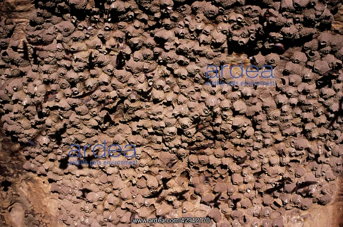 : Cliff Swallow Nests : Cliff Swallow Nests