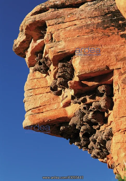 : Cliff Swallow nests : Cliff Swallow nests