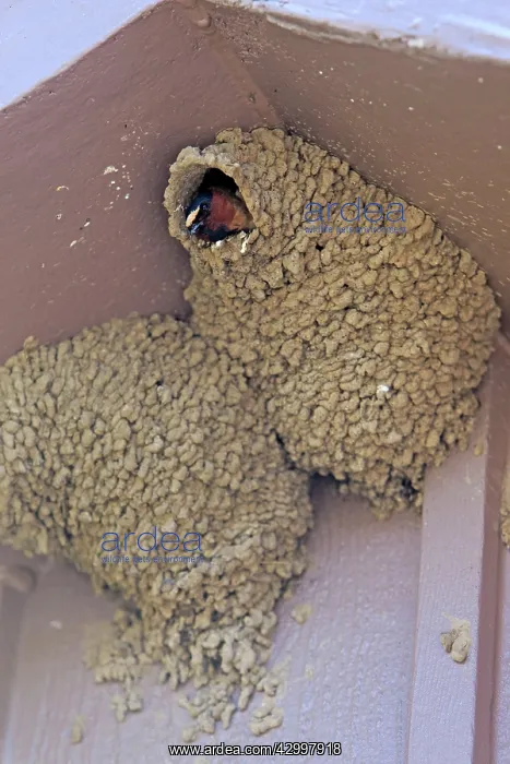 : Cliff Swallow - peering out of nest on building : Cliff Swallow - peering out of nest on building