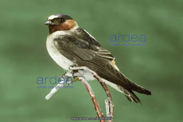 : Cliff Swallow (Petrochelidon pyrrhonota) : Cliff Swallow (Petrochelidon pyrrhonota)