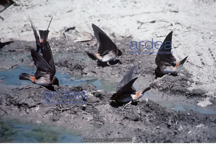 : CLIFF SWALLOWS - feeding at puddle : CLIFF SWALLOWS - feeding at puddle