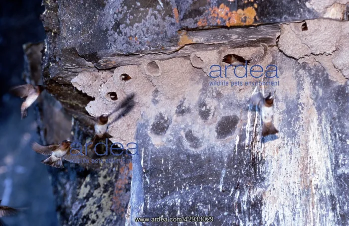 : Cliff SWALLOWS - at nests : Cliff SWALLOWS - at nests