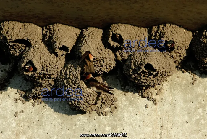 : Cliff Swallows in Nests : Cliff Swallows in Nests
