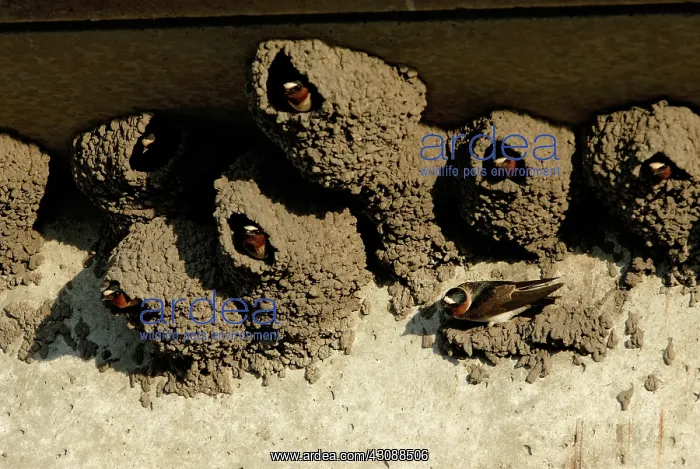 : Cliff Swallows in Nests : Cliff Swallows in Nests