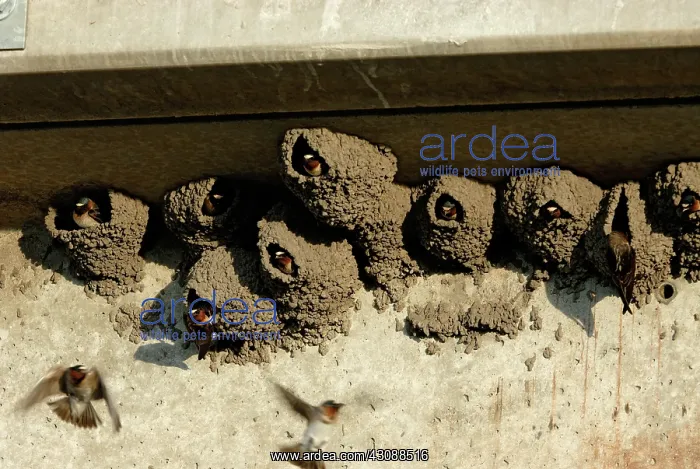 : Cliff Swallows in Nests : Cliff Swallows in Nests