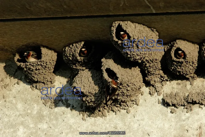 : Cliff Swallows in Nests : Cliff Swallows in Nests