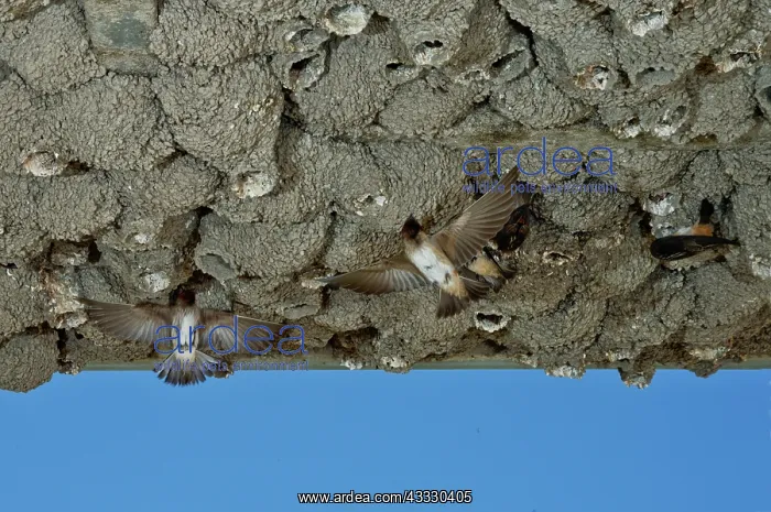 : Cliff Swallows at nests : Cliff Swallows at nests