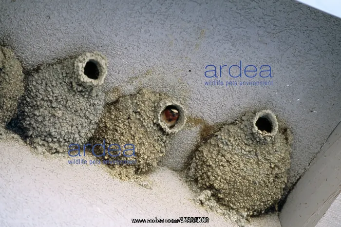 : Cliff SWALLOWS - nests on Mono Basin Visitor Centre : Cliff SWALLOWS - nests on Mono Basin Visitor Centre
