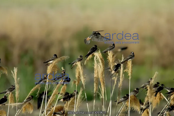  : Cliff Swallows perched on grasses