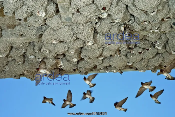 : Cliff Swallows returning to nests : Cliff Swallows returning to nests