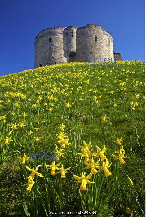 : Cliffords Tower, York, North Yorkshire, England : Cliffords Tower, York, North Yorkshire, England