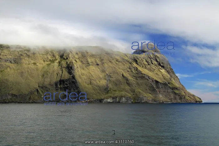 : Cliffs of Amsterdam Island in mist : Cliffs of Amsterdam Island in mist