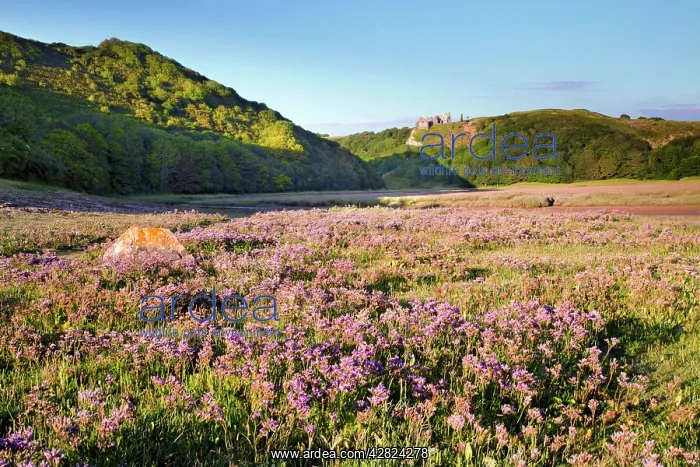 : Three Cliffs Bay - Pennard Castle : Three Cliffs Bay - Pennard Castle
