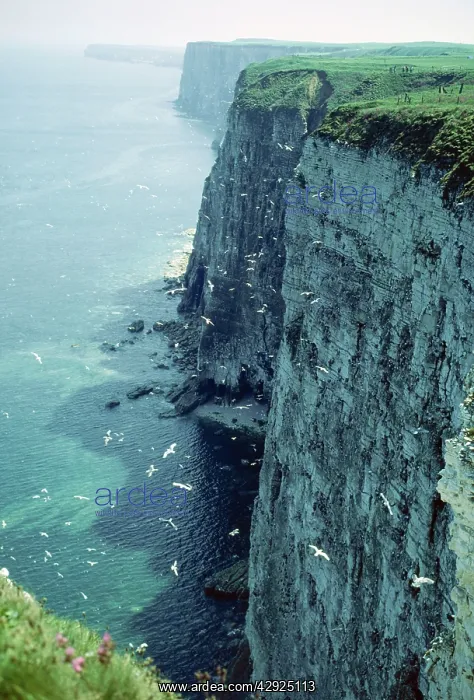: CLIFFS - BEMPTON CLIFFS : CLIFFS - BEMPTON CLIFFS