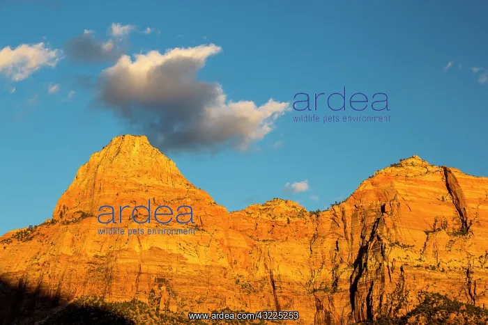 : Cliffs catch days last light in Zion National : Cliffs catch days last light in Zion National