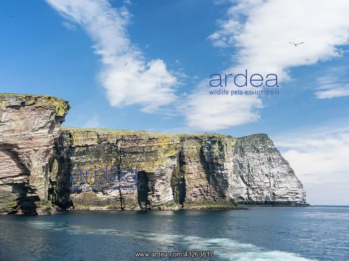 : The cliffs of the isle of Noss, a famous : The cliffs of the isle of Noss, a famous