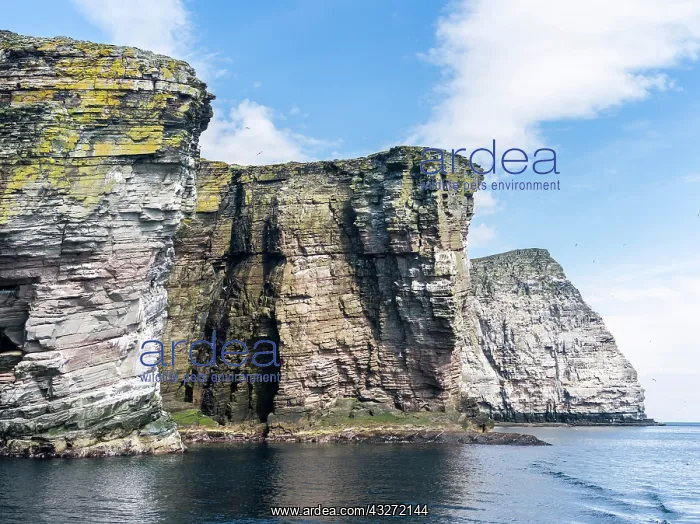 : The cliffs of the isle of Noss, a famous : The cliffs of the isle of Noss, a famous