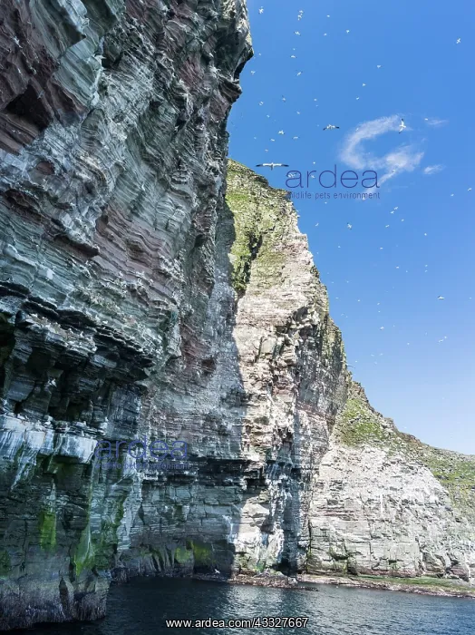 : The cliffs of the isle of Noss, a famous : The cliffs of the isle of Noss, a famous