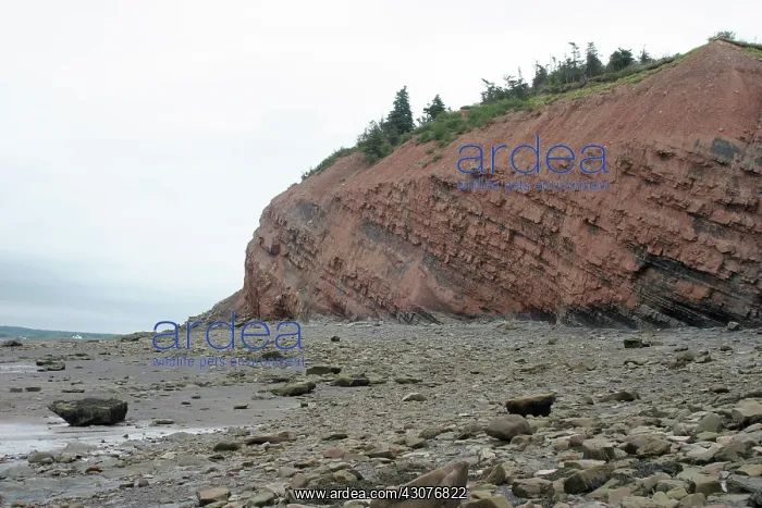 : Cliffs at Joggins Nova Scotia : Cliffs at Joggins Nova Scotia