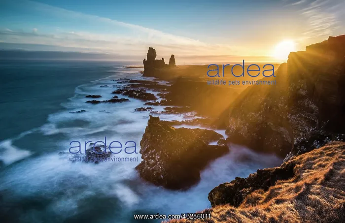 : Cliffs of Londrangar, Sunset, Black Lava Coast : Cliffs of Londrangar, Sunset, Black Lava Coast