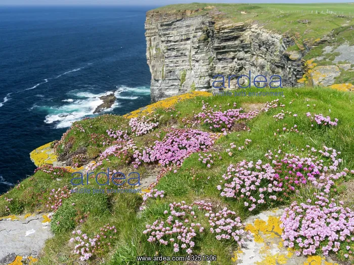 : The Cliffs of Marwick Head, Cushion of sea : The Cliffs of Marwick Head, Cushion of sea