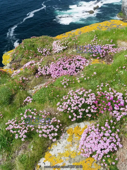: The Cliffs of Marwick Head, Cushion of sea : The Cliffs of Marwick Head, Cushion of sea