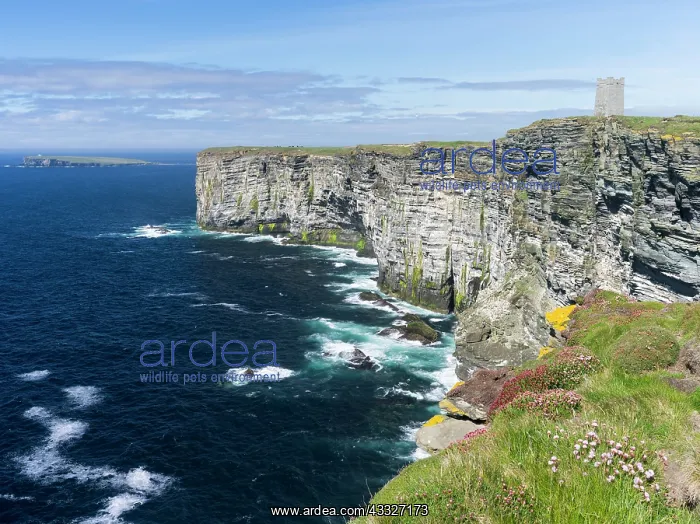 : The Cliffs of Marwick Head, Kitchener's : The Cliffs of Marwick Head, Kitchener's