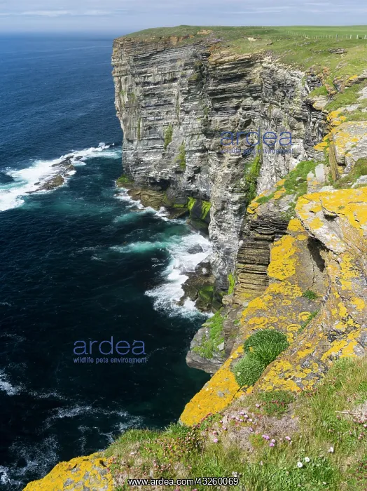 : The Cliffs of Marwick Head, Orkney islands : The Cliffs of Marwick Head, Orkney islands