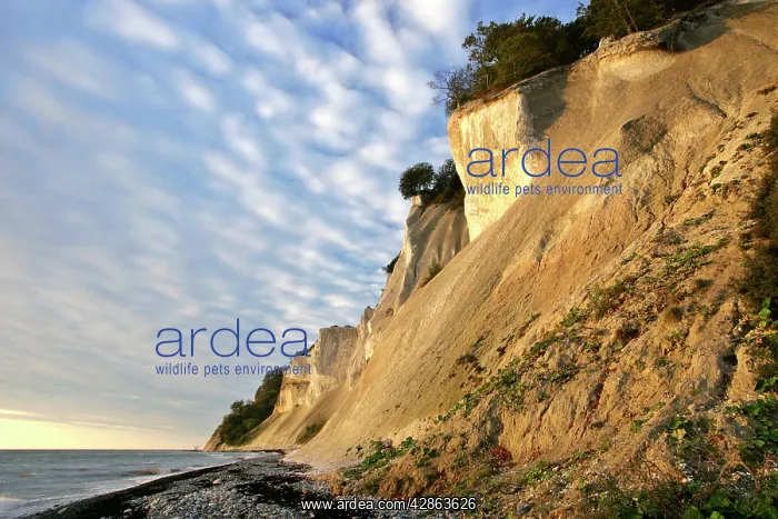: Cliffs of Moen - steep chalk cliffs and pebble beach : Cliffs of Moen - steep chalk cliffs and pebble beach