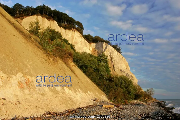 : Cliffs of Moen - steep chalk cliffs and pebble beach : Cliffs of Moen - steep chalk cliffs and pebble beach