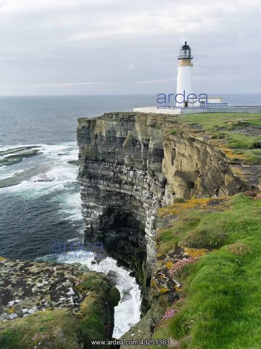 : The cliffs at Noup Head with no up head : The cliffs at Noup Head with no up head