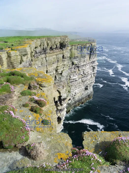 : The cliffs at Noup Head on Westray island : The cliffs at Noup Head on Westray island