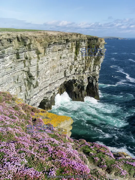 : The cliffs at Noup Head on Westray island : The cliffs at Noup Head on Westray island