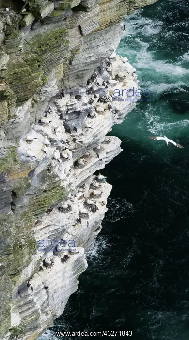 : The cliffs at Noup Head on Westray island : The cliffs at Noup Head on Westray island