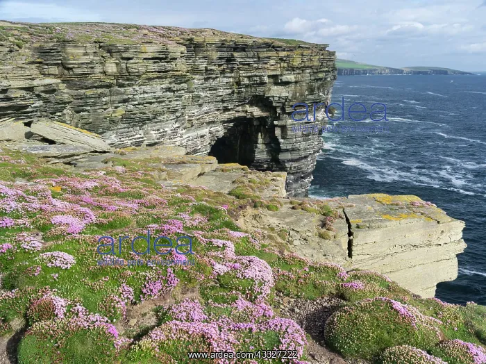 : The cliffs at Noup Head on Westray island : The cliffs at Noup Head on Westray island