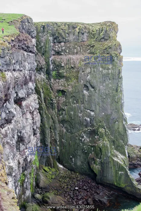 : Cliffs - with seabirds : Cliffs - with seabirds