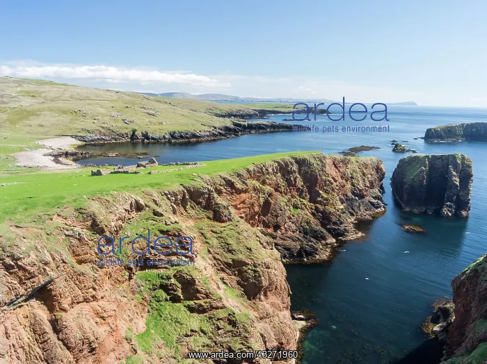 : The cliffs between Silwick and Westerwick : The cliffs between Silwick and Westerwick