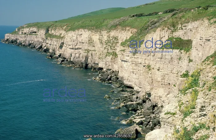 : Cliffs - UK - limestone cliffs with seabird colonies : Cliffs - UK - limestone cliffs with seabird colonies
