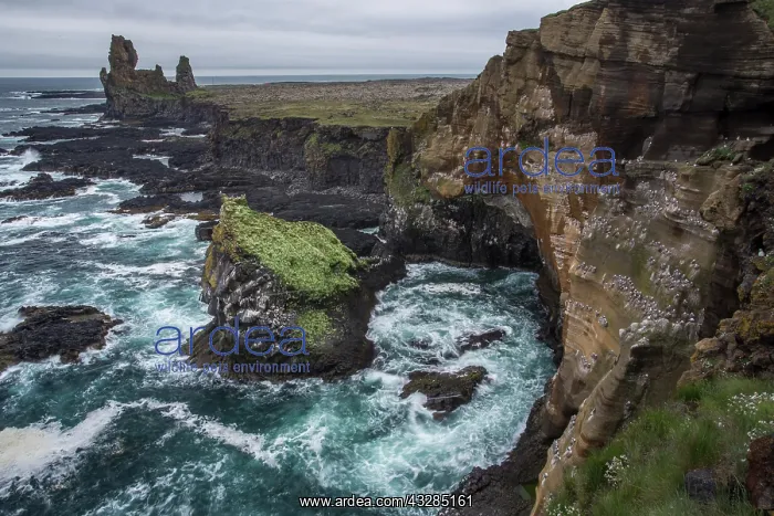 : Cliffs of West Iceland, Vesturland, Iceland, Europe : Cliffs of West Iceland, Vesturland, Iceland, Europe