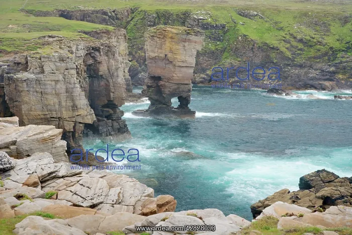 : Cliffs at Yesnaby and offshore stack Yesnaby Castle : Cliffs at Yesnaby and offshore stack Yesnaby Castle