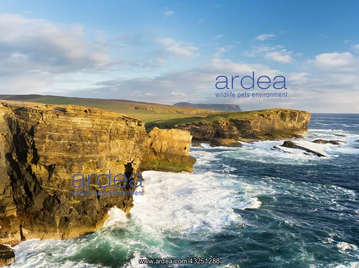 : The Cliffs of Yesnaby in Orkney, during : The Cliffs of Yesnaby in Orkney, during